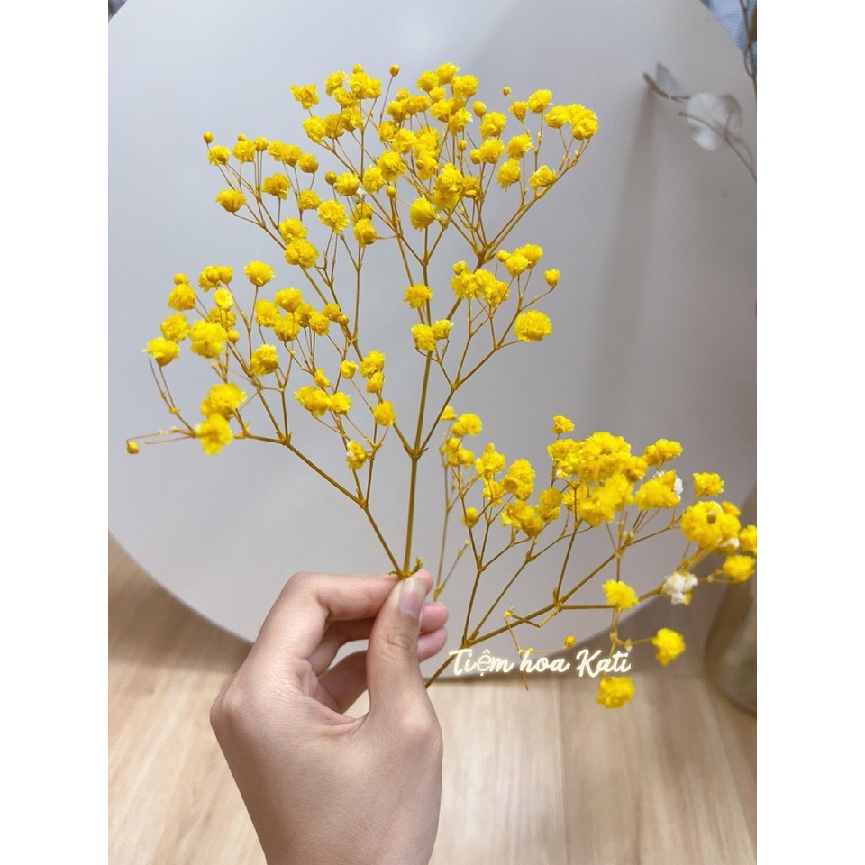 Hoa baby khô Quà tặng hoa khô Hoa Decor trang trí