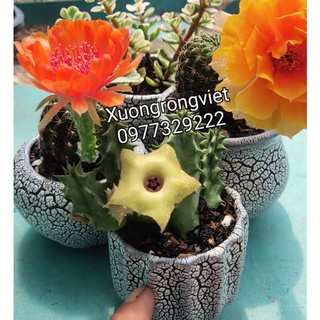 Chậu sứ trồng xương rồng sen đá