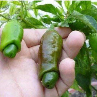 Hạt giống Ớt Peter - Hạt giống ớt Cu Tý - 10 hạt (TẶNG gói kích thích hỗ trợ hạt nảy mầm)