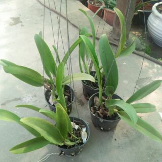 hoa lan cattlaya cây thuần vườn