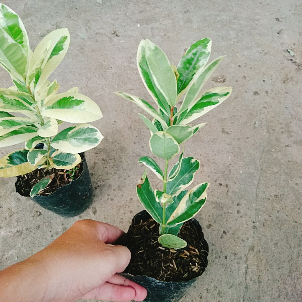 Cây Trang Mỹ Đỏ Cẩm Thạch - Trang Nhung Cẩm Thạch