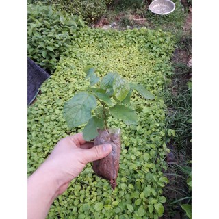 CÂY GIỐNG CÂY PHƯỢNG LỬA ( PHƯỢNG HOÀNG LỬA)