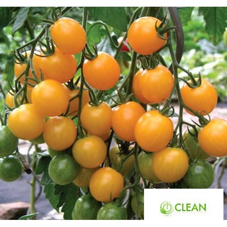 🍀HẠT GIỐNG CÀ CHUA BI VÀNG CHUỖI NGỌC F1🍀 DỄ TRỒNG SIÊU NĂNG XUẤT