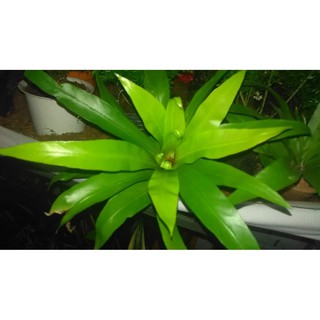 Cây ráng ổ phụng