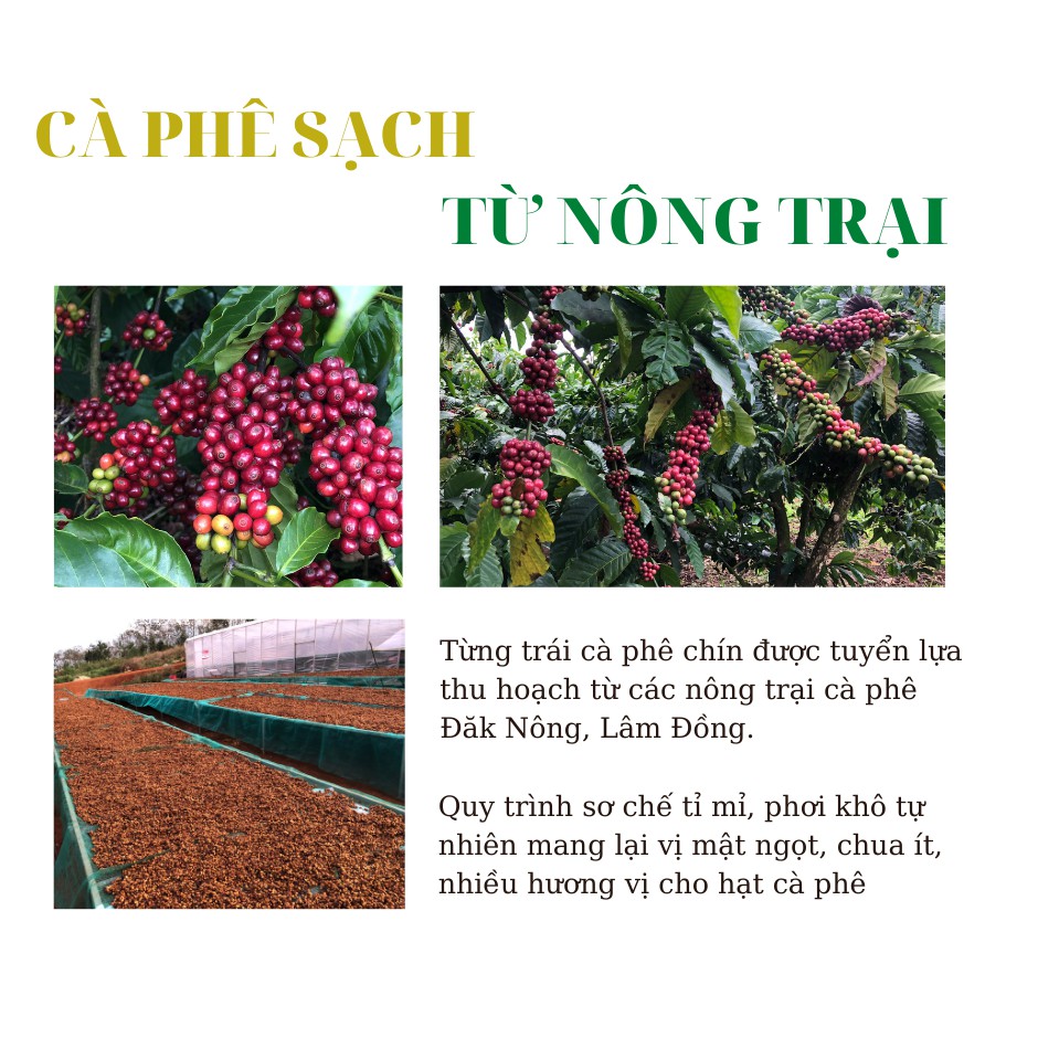 Cà phê hạt rang mộc nguyên chất dòng truyền thống vị đậm đà mạnh mẽ thơm nồng cafe pha máy Anna Coffee