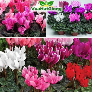 Hạt Giống Hoa Anh Thảo Mix Đủ Màu