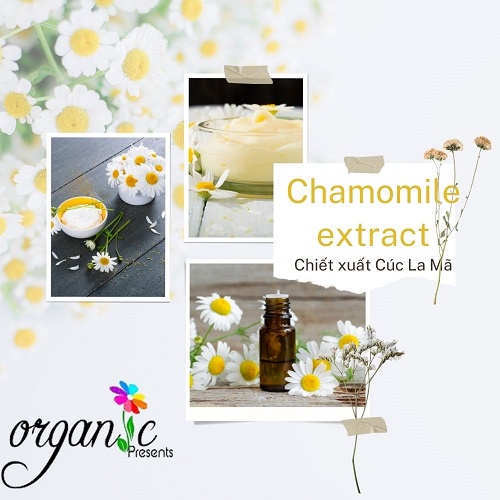 CHIẾT XUẤT CÚC LA MÃ