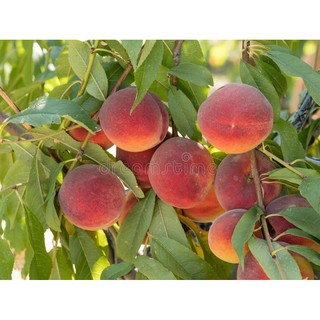 cây giống cây đào bát tiên (đào tiên quả đại)