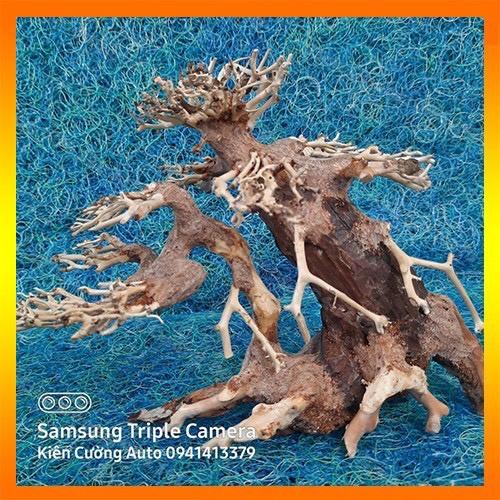 Cây gỗ lũa thủy sinh  cho bể cá cảnh, cây gỗ lúa cao cấp (Mẫu 7)