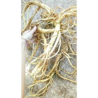 sâm đương quy 1kg
