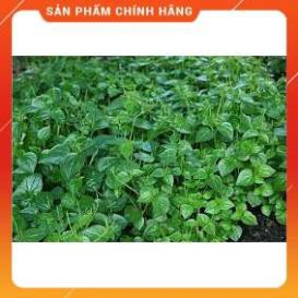 HẠT GIỐNG RAU CÀNG CUA GÓI 0,5 GRAM