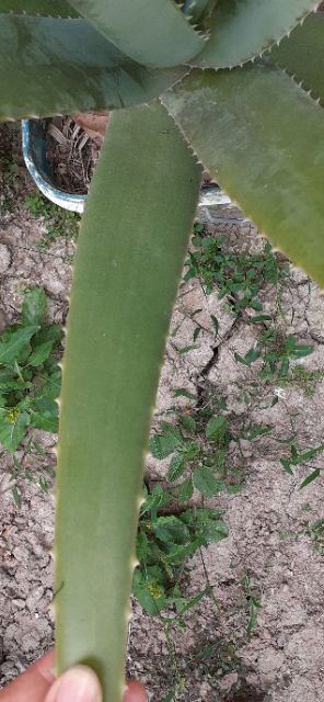 Nha đam mỹ bẹ to  1 cây