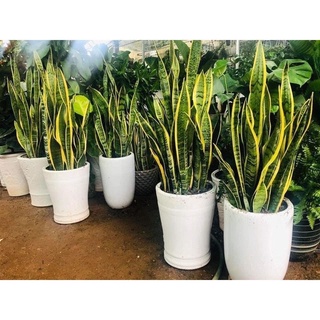 cây lưỡi hổ viền vàng