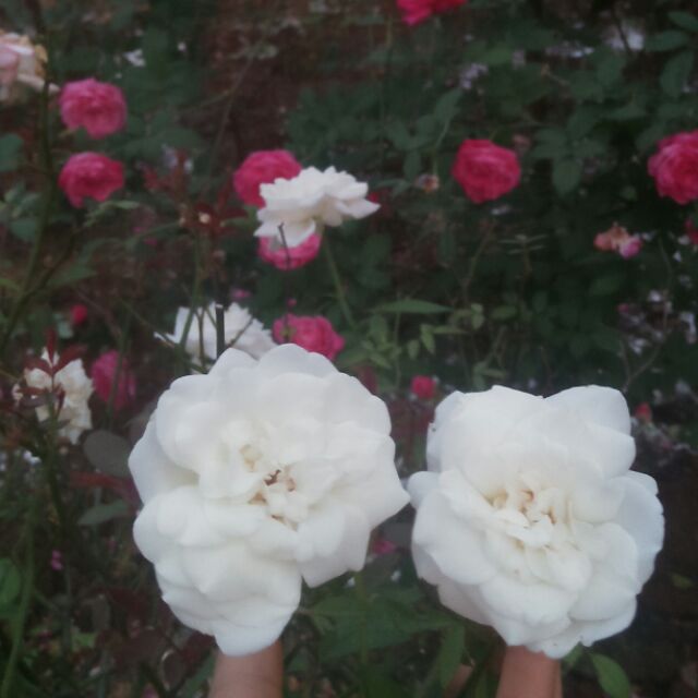 Hoa hồng cổ bạch xếp Nam Định