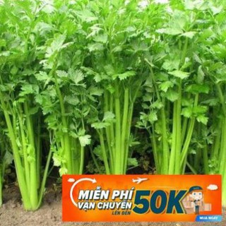 10g Hạt giống Rau Cần tây