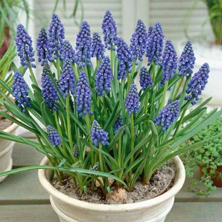 Củ Hoa chuông (nho lục bình,muscari) nhập khẩu Canada màu Xanh - Trắng