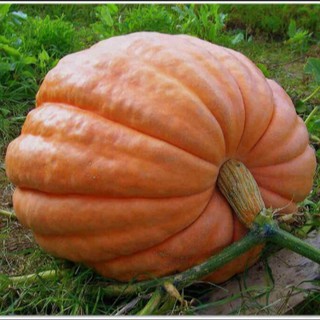 10 hạt bí ngô siêu to khủng lồ