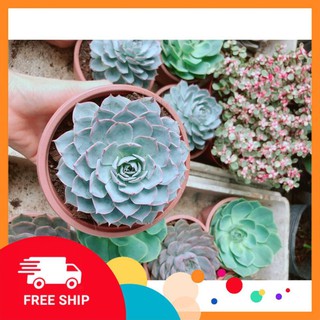 Sen Đá Hồng Phấn Size Đại