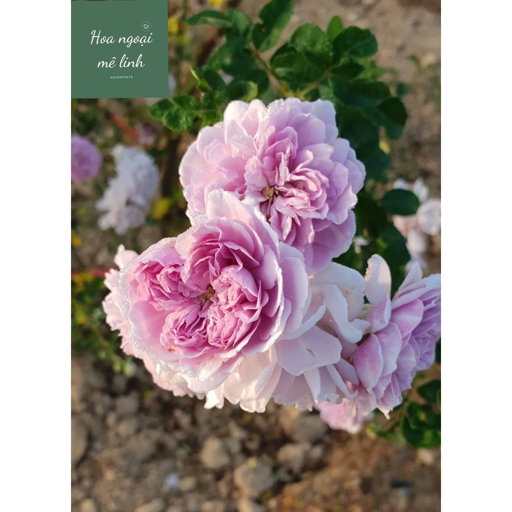 Hoa hồng leo Rainy Blue Rose bông hồng tím mộng mơ-Hoangoaimelinh