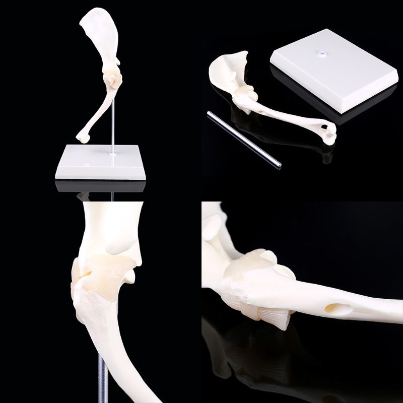 Mô Hình Xương Chó Canine Dùng Giảng Dạy Trong Lễ Halloween