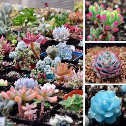 Hạt giống hoa sen đá nhiều màu - 20 hạt/gói