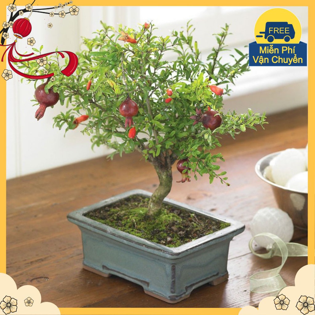 Hạt Giống Cây Lựu Lùn