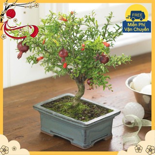 Hạt Giống Cây Lựu Lùn