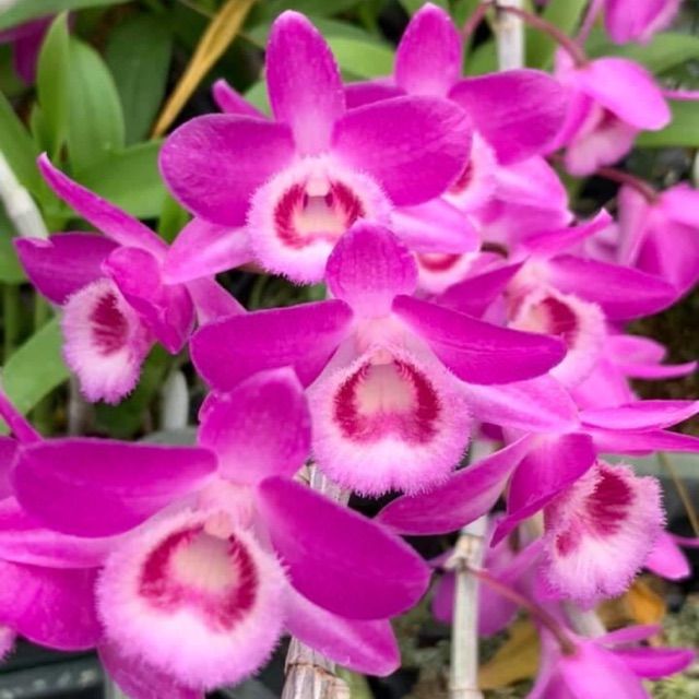 Hoa lan giả hạc, phi điệp hồng họng vàng VN321