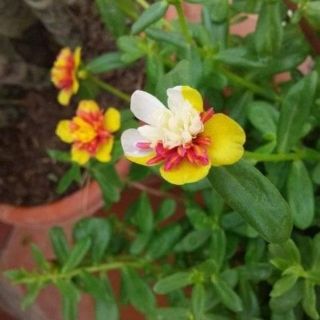 Hoa  sam  mix  màu 20 cành