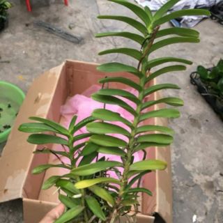 Hoa phong lan cù lao minh