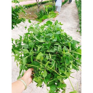 Dầu gội thảo dược kích mọc tóc