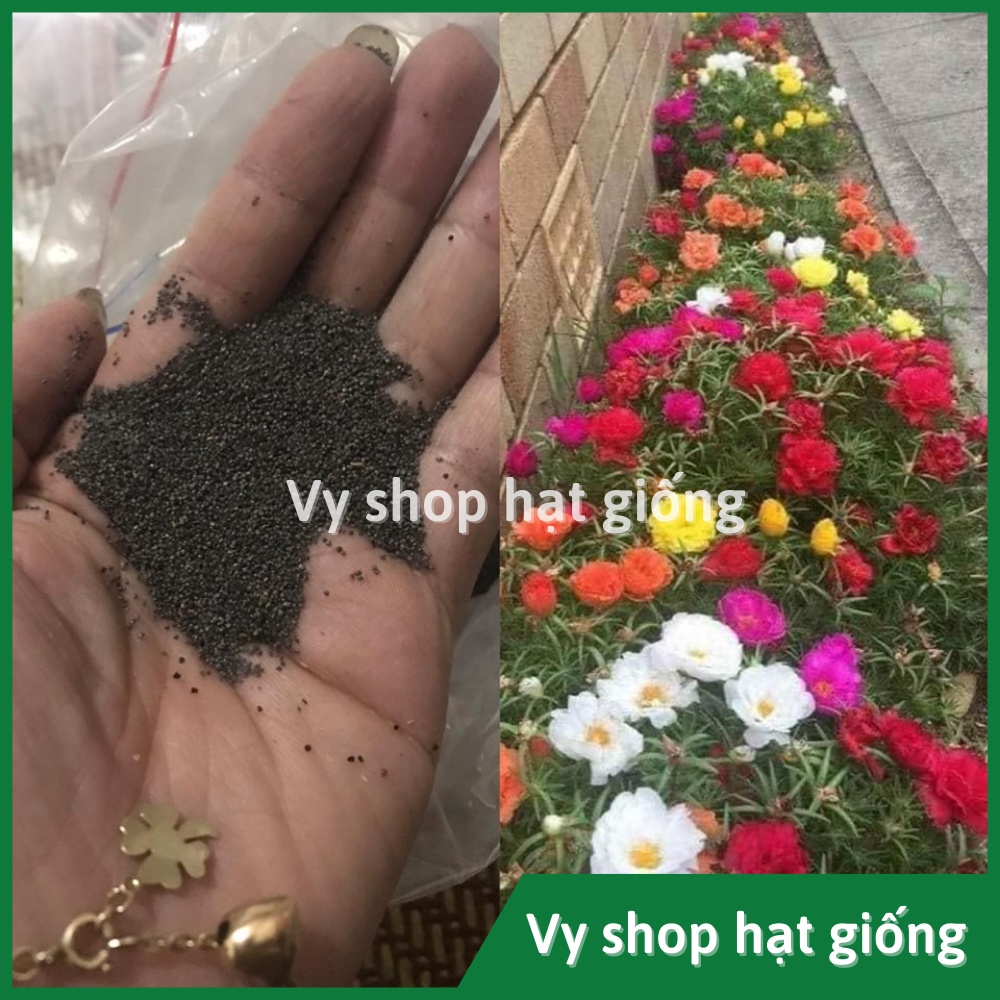 Hạt giống hoa mười giờ mỹ kép mix màu gói 1000 hạt