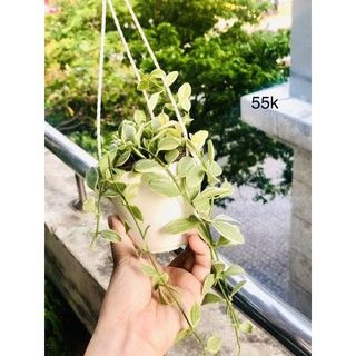 Chậu lan hạt dưa - chậu treo trắng