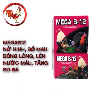 Megab12 nuôi gà đá sung căng hừng