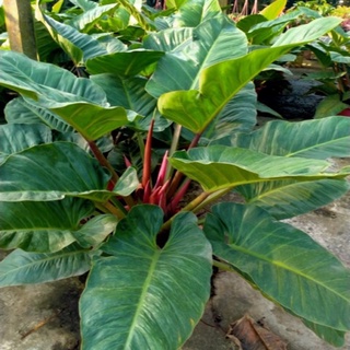 Cây đế vương đỏ