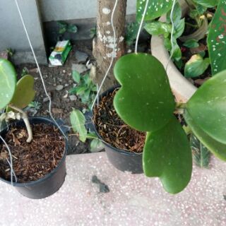 Cẩm cù.....