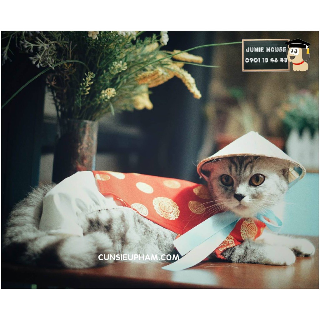 Nón lá đội cho thú cưng