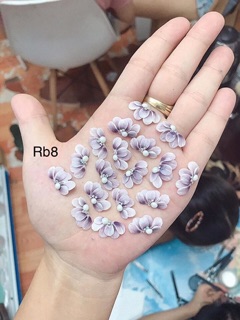Hoa bột- cúc ruby - hoa đính móng