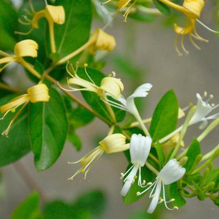 Hạt giống kim ngân hoa