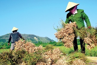 Tỏi 3-4 chính gốc Lý Sơn