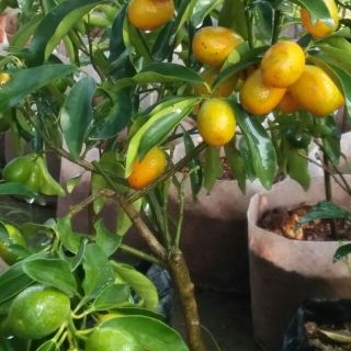 CÂY QUẤT NGỌT MIỀN NAM ĐANG SẴN HOA VÀ QUẢ ĐẸP(tặng kèm túi phân bón)