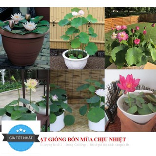 [ Combo 10 Hạt ] Hạt giống Hoa Sen Mini Nhật - Màu Ngẫu Nhiên Sen mini Nhật CAM KẾT NẢY > 90% - KO CÓ HẠT NỔI - 8 màu