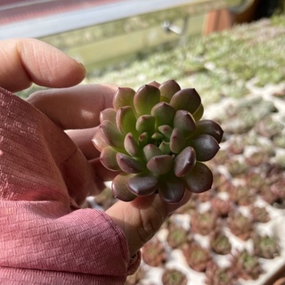 Sen Ruby Đỏ sen đá MINI cực dễ thương lên màu đỏ
