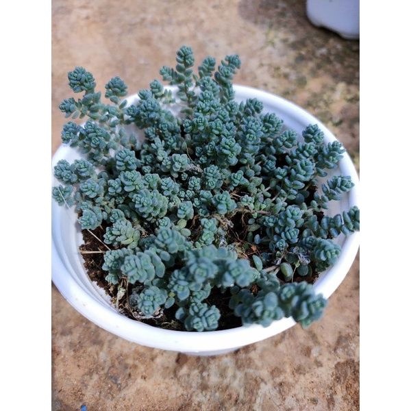 Sen đá SEDUM HOA HỒNG NHỎ size trung - Vườn Đà Lạt