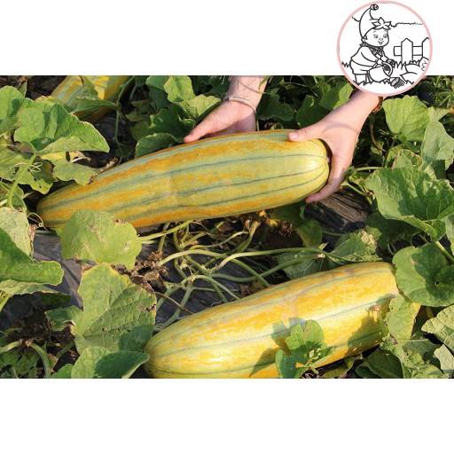 HẠT DƯA GANG TRÁI DÀI - GÓI 5 GRAM