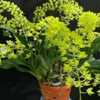 Vũ nữ hoàng hậu xanh cây giống