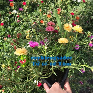 caykiengsadec Hoa mười giờ + tặng phân bón-hoa kiểng lá - trang trí nội thất cảnh quan sân vườn ngoài trời