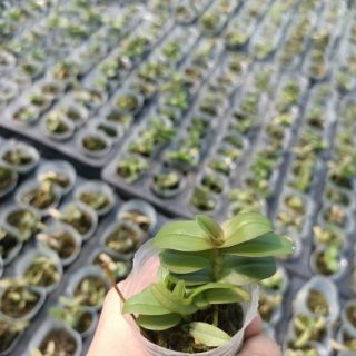 PHI ĐIỆP MÍT ĐỒNG XU HOÀ BÌNH
