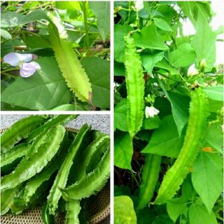 🌱Hạt Giống Đậu Rồng Tứ Quý Siêu Trái gói 10gr