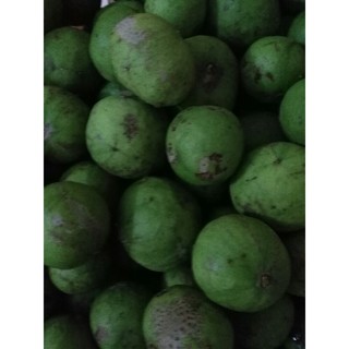 Sấu Tươi Ngon Nhà Trồng